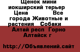 Щенок мини иокширский терьер › Цена ­ 10 000 - Все города Животные и растения » Собаки   . Алтай респ.,Горно-Алтайск г.